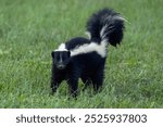 A startled young skunk is ready to defend itself