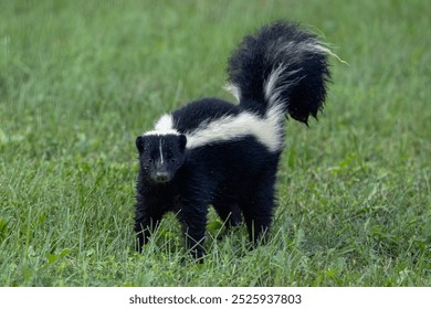 A startled young skunk is ready to defend itself