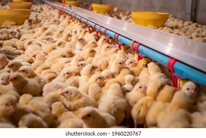 Startup farming with yellow baby chickens were drinking water from pipeline with sekiective focus - Shutterstock ID 1960220767