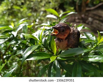 Starving Baby Birds Separated From The Mother