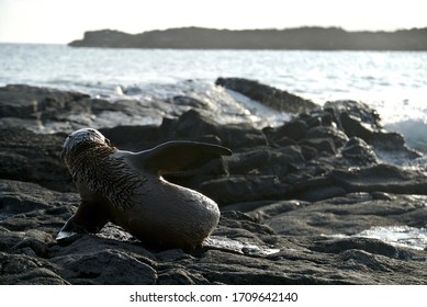 Starving Baby Sea Lion Waiting For Its Mother To Return