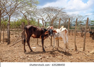 Starving Calves In A Developing Country.