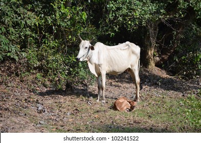 Starving Cow In Cambodia