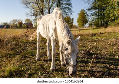 Starving Neglected Horse. Animal Suffering From Abuse 