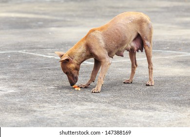 Starving Stray Dog 