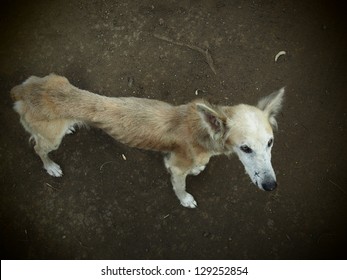 Starving stray dog on the slope of  The Mombacho Volcano near Granada, Nicaragua.  She has been passed by hundreds of tourists, photographed by few, fed, it appears by next to none