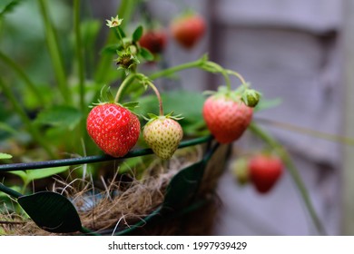 Starwberries ready to be harvest. Grown in at garden