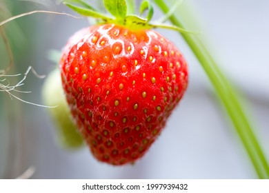 Starwberries ready to be harvest. Grown in at garden