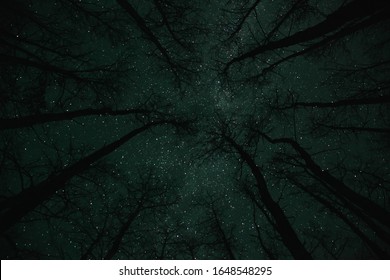 Stary Night Sky With The Silhouette Of Trees