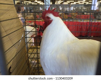 State Fair Animals Rooster