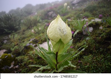 State Flower Of Uttarakhand, India. Saussurea Obvallata (Brahma Kamal, Kon , Kapfu And Vansembru). Monsoon Trek To Valley Of Flowers National Park, A Unesco World Heritage Site In Uttarkhand, India.