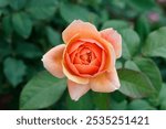 
The State of Grace rose is a hybrid tea rose that stands out for its beautiful blend of colors and classic bloom form. 