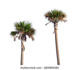 The state tree of Florida identified by brown dead palm leaves hanging at base of crown. White background for easy isolation of elements.
