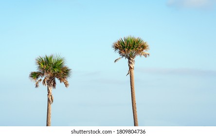 The state tree of Florida identified by brown dead palm leaves hanging at base of crown. 