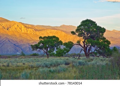 Stately cottonwoods in a sagebrush meadow with golden Inyo Mountains in evening light.
