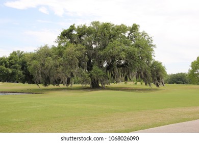 Stately Oak Tree In Audubon Park On The Golf Course On A Beautiful Spring Day In New Orleans