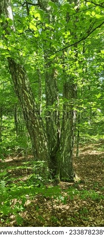stately trees in old beechforest