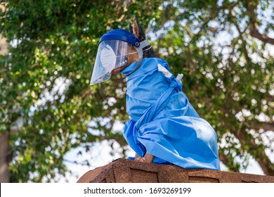 Statue Of A Dog With Face Mask, Shield And Surgical Gown, During COVID-19 Outbreak - Davie, Florida, USA