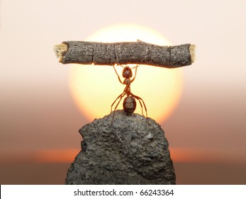 Statue of Labour, ants civilization living 150 million years because of working