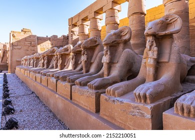 Amun Images, Stock Photos & Vectors | Shutterstock