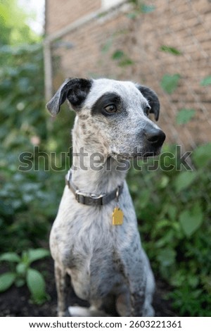 statuesque cattle jack dog in backyard garden scene