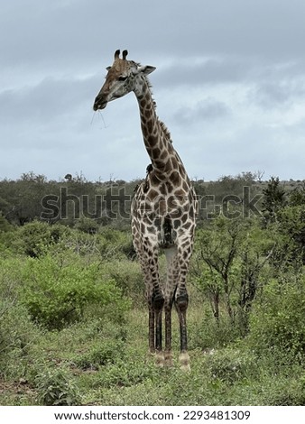 Statuesque giraffe in the wild