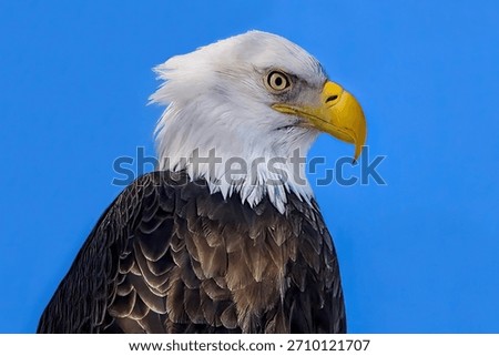 Statuesque Head Shot Of Bald Eagle
