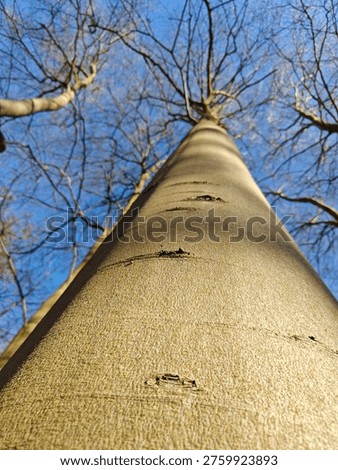 A statuesque tree climbs high into the sky, with the trunk as solid as a concrete pillar.
