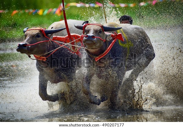 Status Traditional Buffalo Race Stock Photo (Edit Now) 490207177