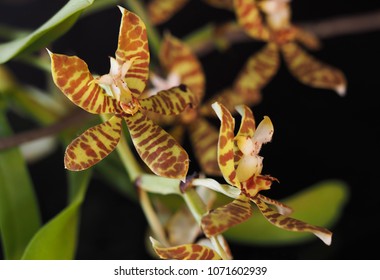 HOA GIEO TỨ TUYỆT 2 - Page 47 Staurochilus-fasciatus-orchids-260nw-1071602939