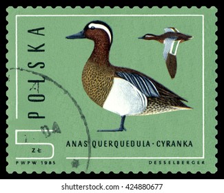 STAVROPOL, RUSSIA - APRIL 30, 2016: A Stamp sheet printed in Poland  shows  birds   Anas Grecca, Ducks,  circa 1985 