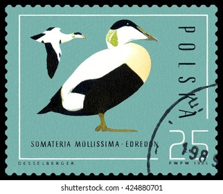 STAVROPOL, RUSSIA - APRIL 30, 2016: A Stamp sheet printed in Poland  shows  birds    Somateria Mollissima, Ducks,  circa 1985 