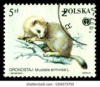 STAVROPOL, RUSSIA - March 31, 2019: a stamp printed by Poland shows  Mustela erminea,  ermine ,  circa 1967