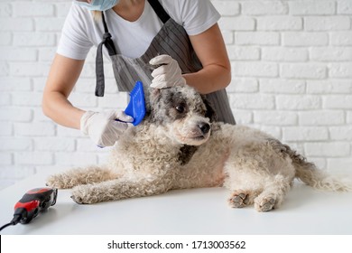 トリマー 犬 の写真素材 画像 写真 Shutterstock