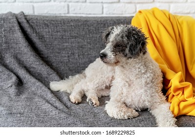 Stay home. Pet care. Cute bichon frise mixed breed dog on the sofa at home with copy space - Shutterstock ID 1689229825