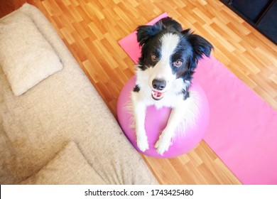Stay Home Stay Safe. Funny dog border collie practicing yoga lesson with gym ball indoor. Puppy doing yoga asana pose on pink yoga mat at home. Calmness relax during quarantine. Working out at home