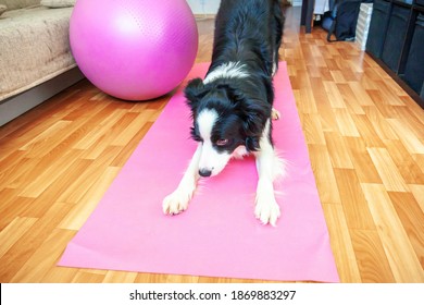 Stay Home Stay Safe. Funny dog border collie practicing yoga lesson indoor. Puppy doing yoga asana pose on pink yoga mat at home. Calmness and relax during quarantine. Working out gym at home