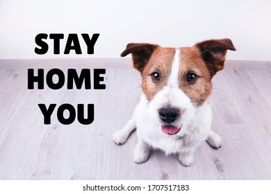 Stay Home You And Coronavirus COVID-19 Concepts. Cute Funny Dog Sit On The Floor. Stay Home, Stay Safe.