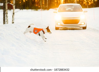 Stay Visible During Evening Walk With Dog In Twilight And Dark Concept. Dog Running Across Road In Front Of Car