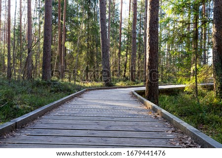 Steady curvy broad wooden construction over vulnerable surface. Walking path in raised bog natural trail through pine forest. Sunlight giving sharp shadows. Estonia, Europe.