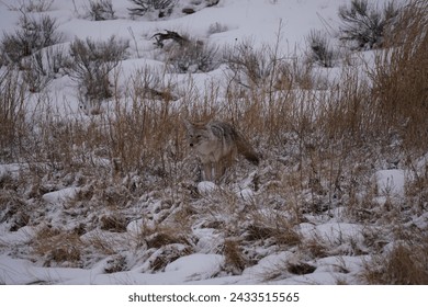 Stealth embodied, a coyote hunts in the winter brush, almost undetectable within the snowy landscape.
 - Powered by Shutterstock