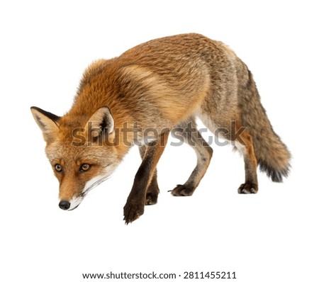Stealth Fox Stealth Fox Low Stalking Pose Det Isolated On White Background