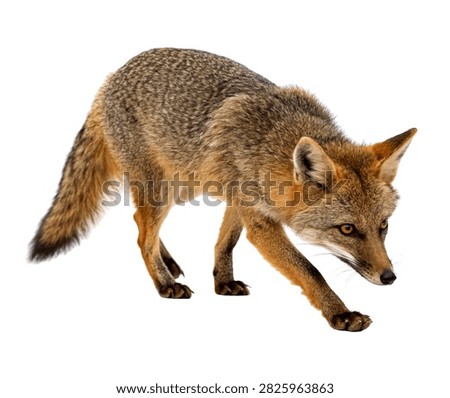 Stealth Fox Stealth Fox Low Stalking Pose De Isolated On White Background