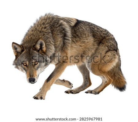 Stealth Wolf Stealth Wolf Crouching In Stalk Isolated On White Background