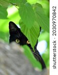 A Stealthy Black Cat Plays Hide and Seek in a Tree at Chico, California