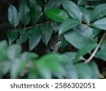 A stealthy gray cat peeking through lush green leaves, creating a mysterious and captivating scene.