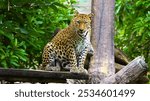 A stealthy leopard camouflaged in the dense foliage, observing its surroundings.