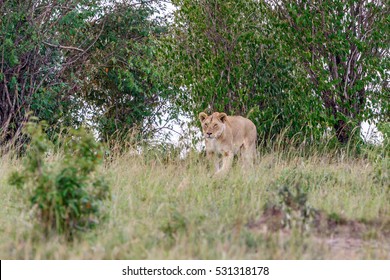 Stealthy Lion Grass Stock Photo 531318178 | Shutterstock