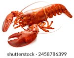 Steam Lobster on white background, Cook Canadian Lobster isolate on white with clipping path.