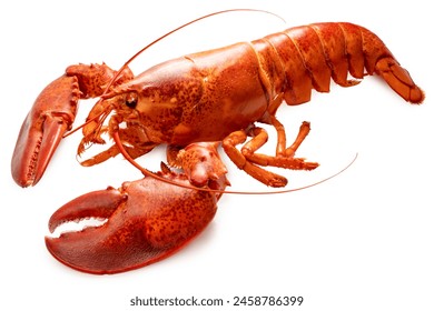 Steam Lobster on white background, Cook Canadian Lobster isolate on white with clipping path.